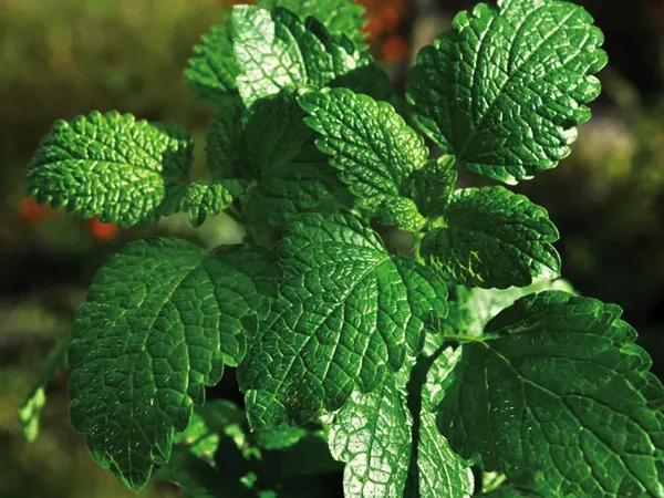 Peppermint Plant Origin and History