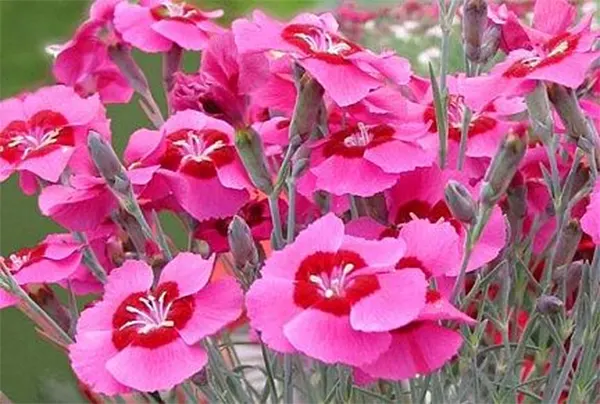 Peppermint Star ‘Noreen’