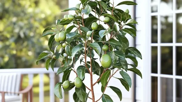Persea americana ‘Cold Hardy’