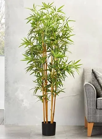 Phyllostachys aurea