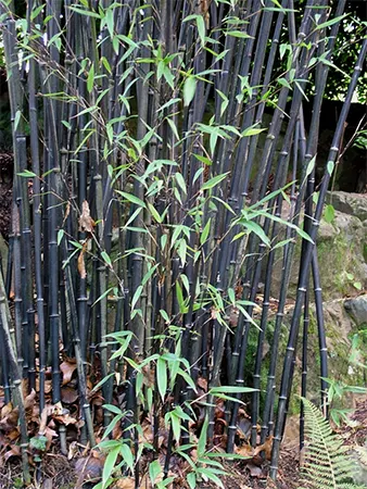 Phyllostachys nigra