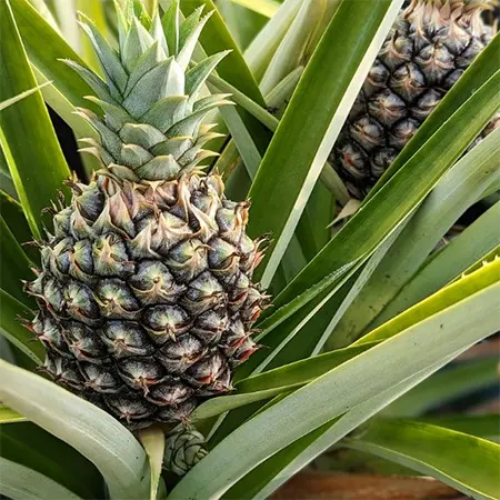 Pineapple Plant