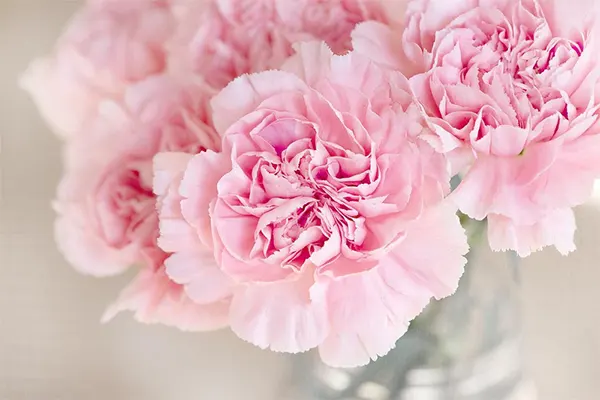 Pink Clove