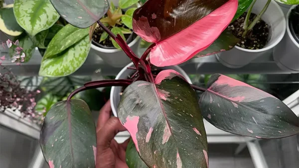 Pink Princess Plant