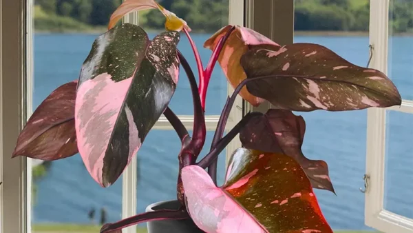 Pink Princess Plant