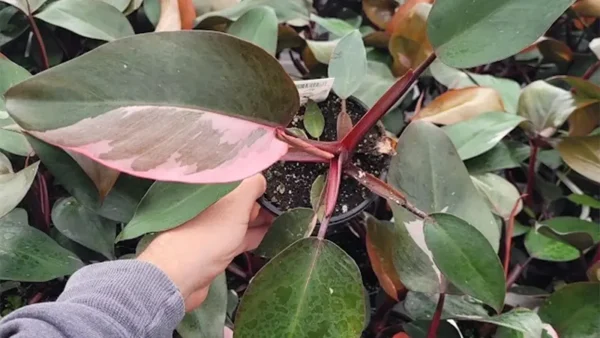 Pink Princess Plant