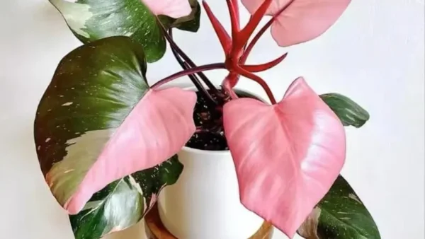Pink Princess Plant