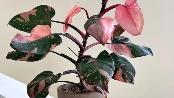 Pink Princess Plant