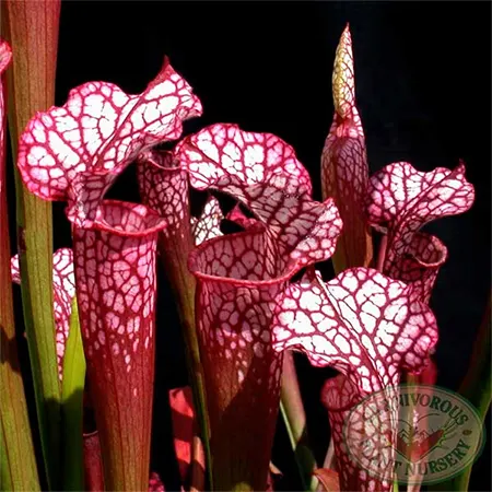 Pitcher Plant