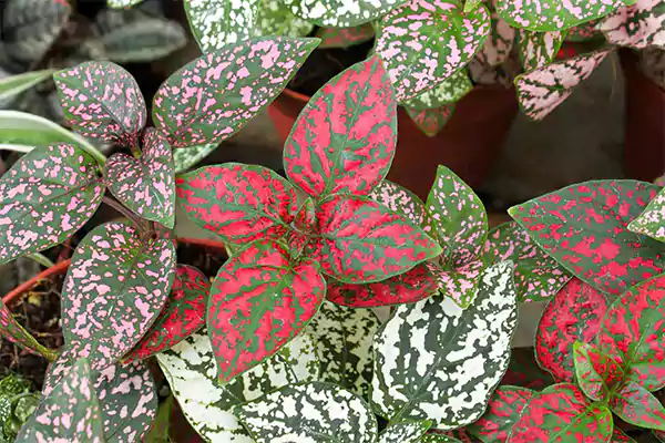 Polka Dot Plant Image
