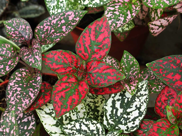 Polka Dot Plant