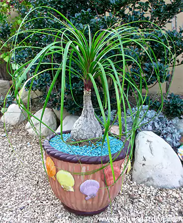 Ponytail Palm Image