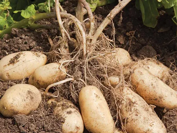 Potato