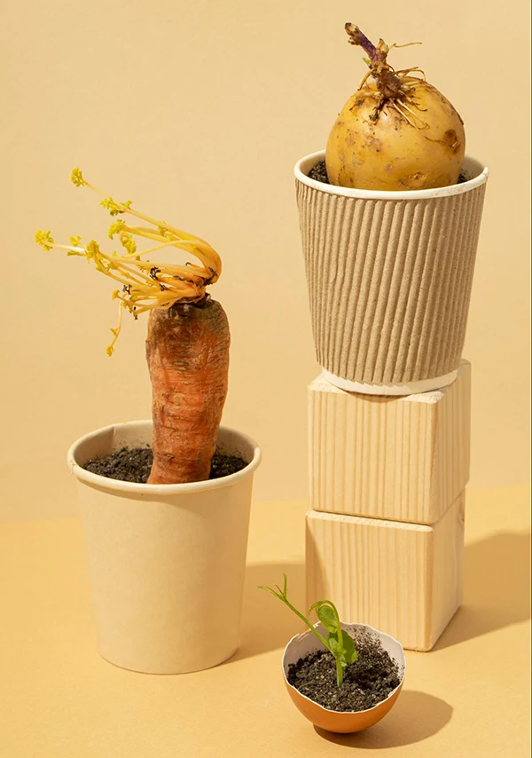 Potatoes growing in containers