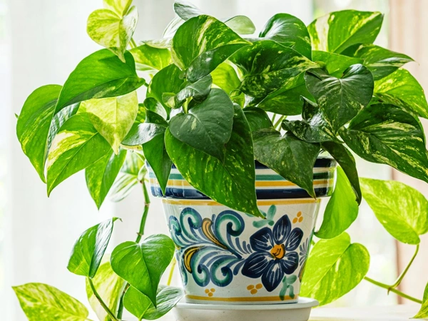Pothos Plant