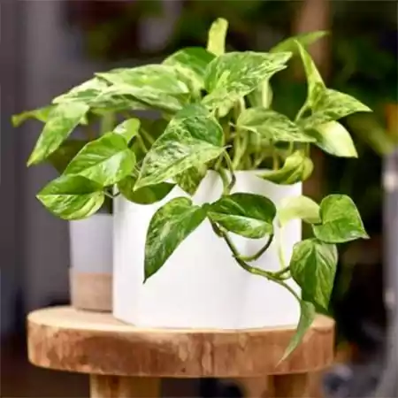 Pothos