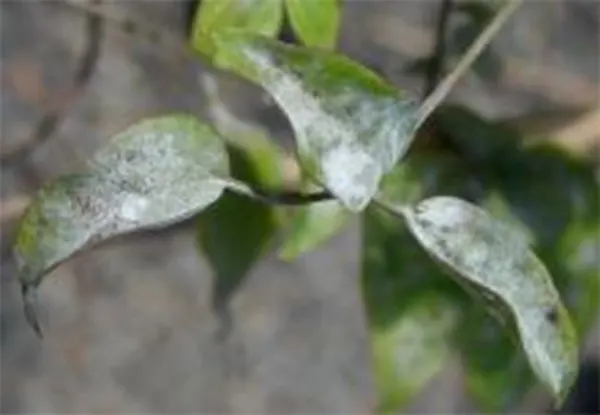 Powdery mildew