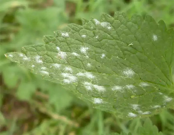 Powdery mildew