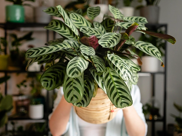 Prayer Plant