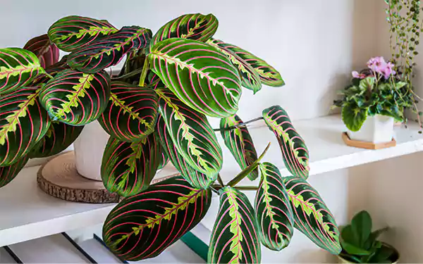 Prayer Plant Image