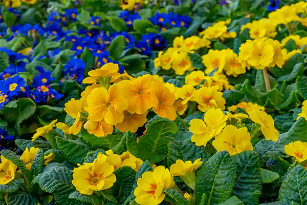 Primroses