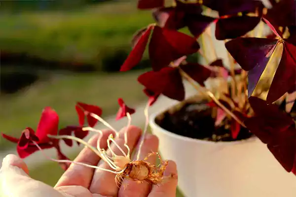 Propagating clovers through division
