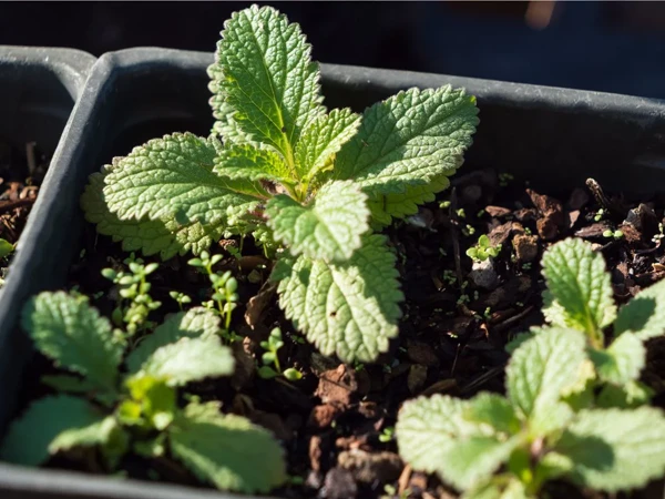 Propagating from Seedsss