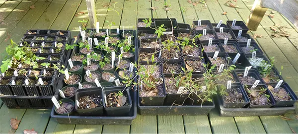 Propagating from seeds