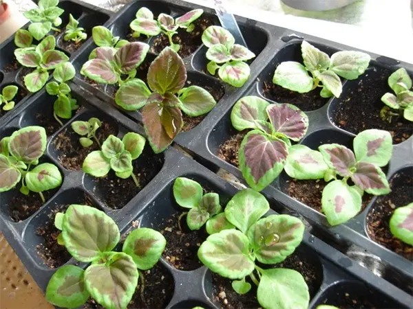 Propagation through seeds