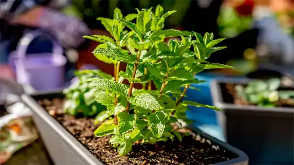 Propagation through seeds