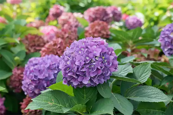 Pruning Hydrangea Images