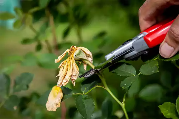 Pruning a dead flower