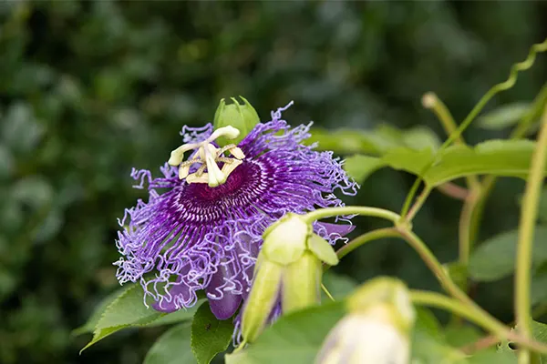 Purple Passion Flower
