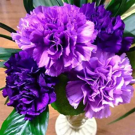 Purple shade of Dianthus