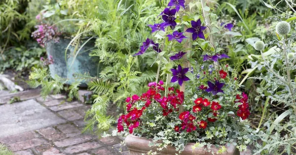 Queen of Climbers with Roses