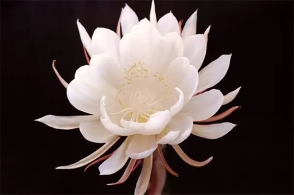 Queen of the Night Image