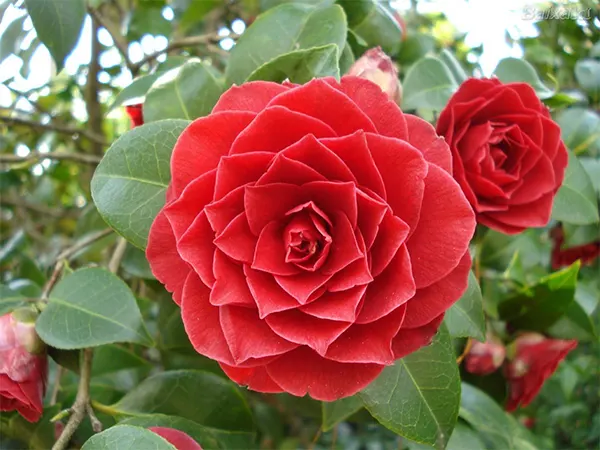 Red Camellia Image