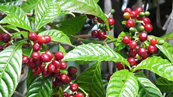 Red berries of the Arabica