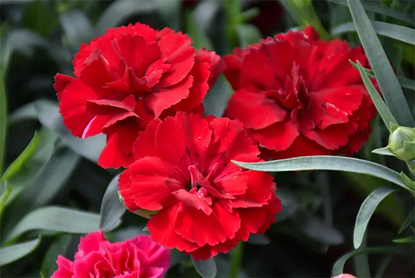 Red variety of Dianthus