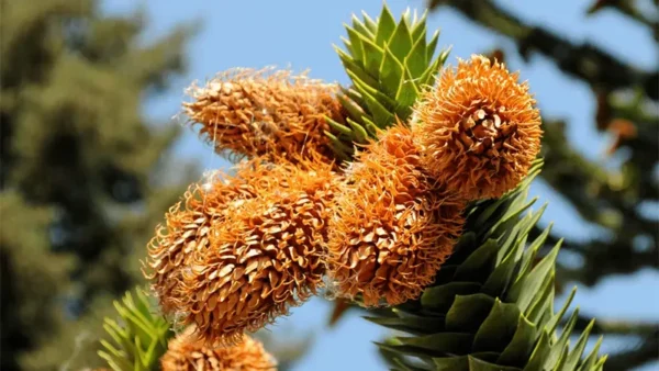 Ripe cones of Araucaria