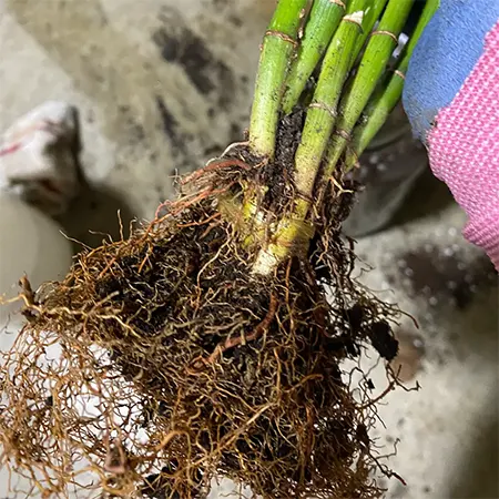 Root rot