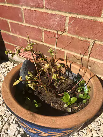 Root rot