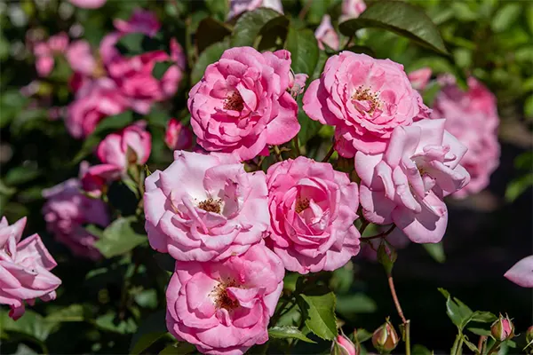 Roses