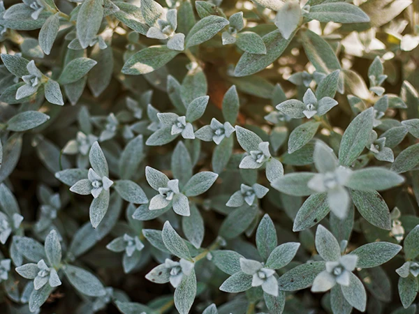 Sage plants