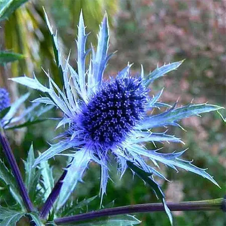 Sea Holly
