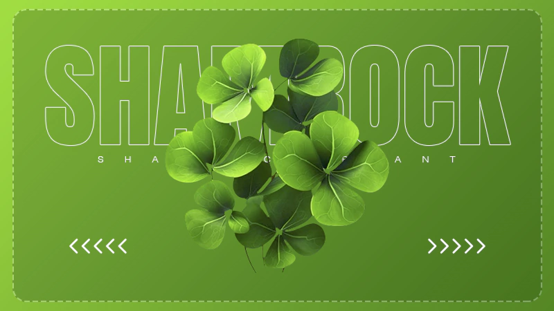 Shamrock Plant