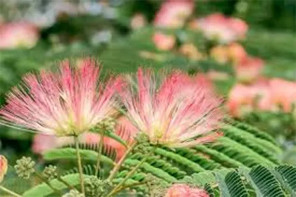 Silk Tree