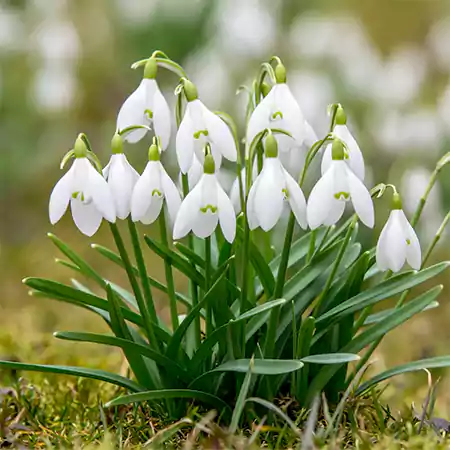 Snowdrops