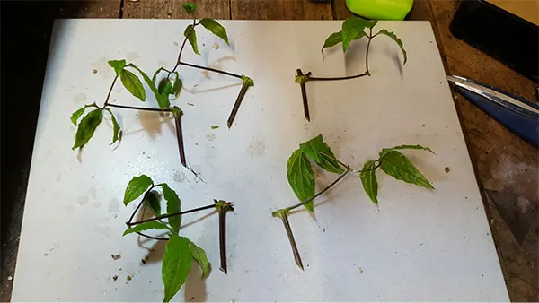 Softwood cuttings