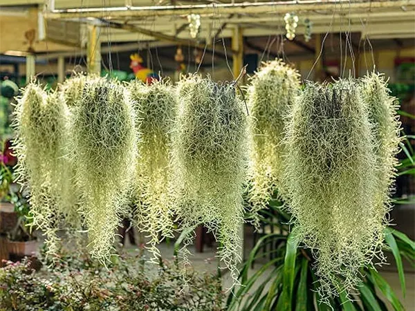 Spanish Moss